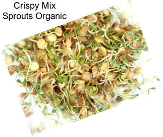 Crispy Mix Sprouts Organic