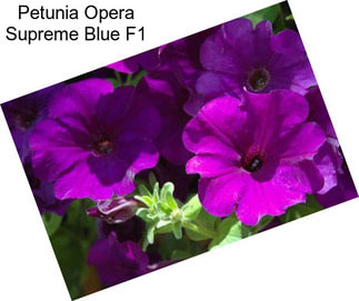 Petunia Opera Supreme Blue F1