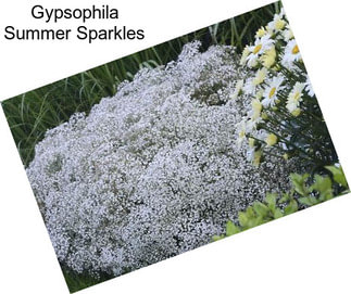 Gypsophila Summer Sparkles