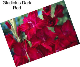 Gladiolus Dark Red