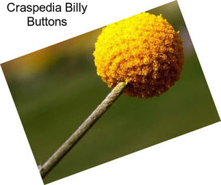 Craspedia Billy Buttons