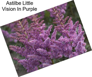 Astilbe Little Vision In Purple