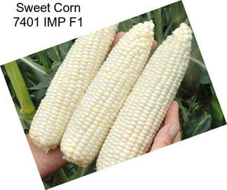 Sweet Corn 7401 IMP F1