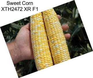 Sweet Corn XTH2472 XR F1