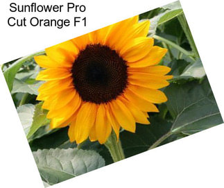 Sunflower Pro Cut Orange F1