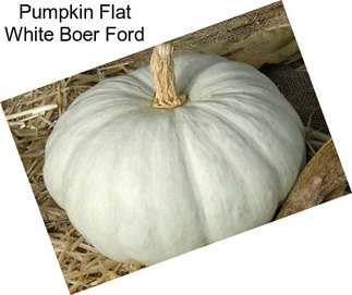 Pumpkin Flat White Boer Ford