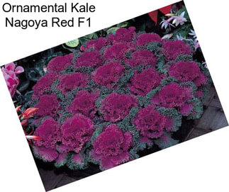 Ornamental Kale Nagoya Red F1