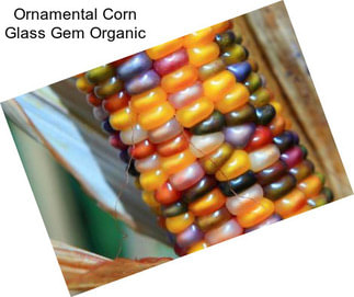 Ornamental Corn Glass Gem Organic