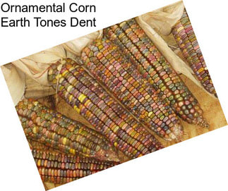 Ornamental Corn Earth Tones Dent