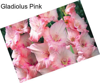 Gladiolus Pink