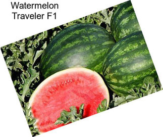 Watermelon Traveler F1