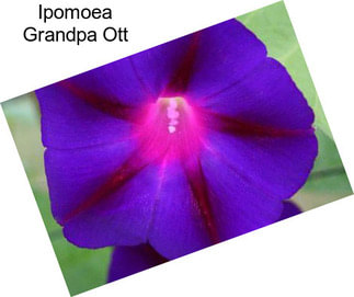 Ipomoea Grandpa Ott