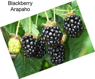 Blackberry Arapaho