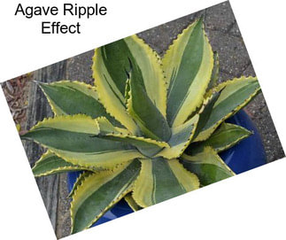 Agave Ripple Effect
