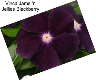 Vinca Jams \'n Jellies Blackberry