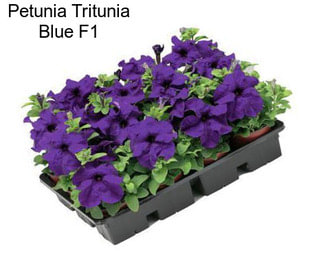 Petunia Tritunia Blue F1