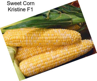 Sweet Corn Kristine F1