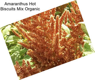 Amaranthus Hot Biscuits Mix Organic