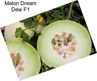 Melon Dream Dew F1