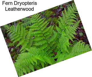 Fern Dryopteris Leatherwood