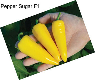 Pepper Sugar F1