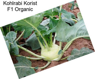 Kohlrabi Korist F1 Organic