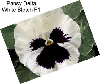 Pansy Delta White Blotch F1