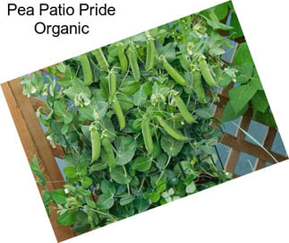 Pea Patio Pride Organic