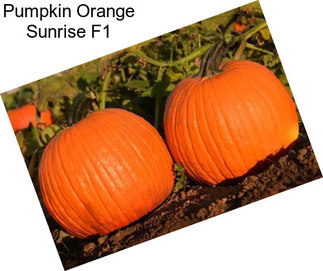 Pumpkin Orange Sunrise F1