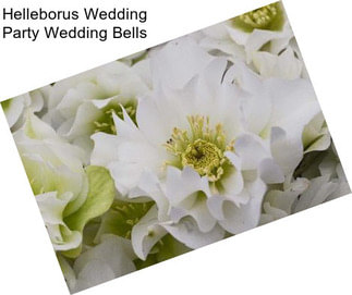 Helleborus Wedding Party Wedding Bells