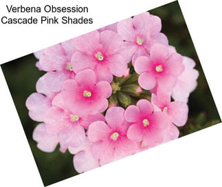 Verbena Obsession Cascade Pink Shades