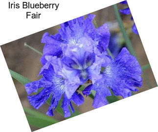 Iris Blueberry Fair