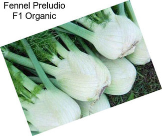 Fennel Preludio F1 Organic