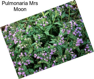 Pulmonaria Mrs Moon