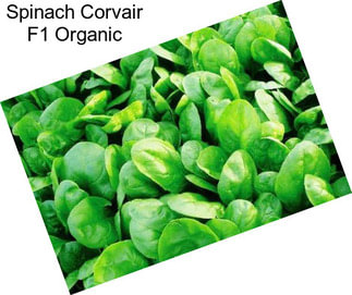 Spinach Corvair F1 Organic