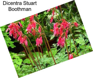 Dicentra Stuart Boothman