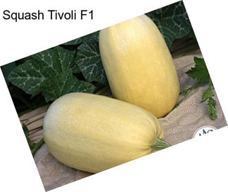 Squash Tivoli F1