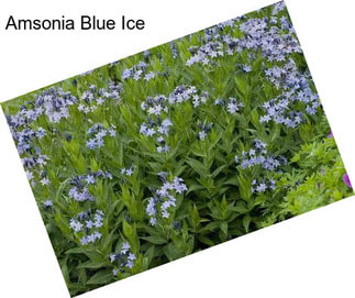 Amsonia Blue Ice