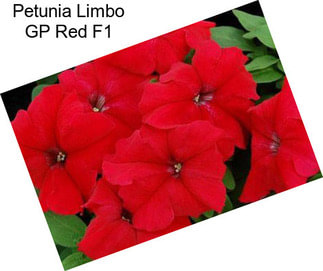 Petunia Limbo GP Red F1