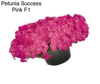 Petunia Success Pink F1