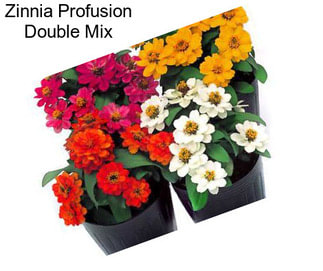 Zinnia Profusion Double Mix