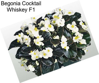 Begonia Cocktail Whiskey F1