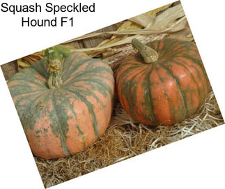 Squash Speckled Hound F1