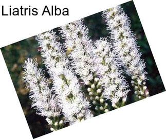 Liatris Alba