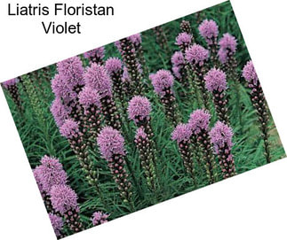 Liatris Floristan Violet