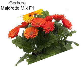 Gerbera Majorette Mix F1