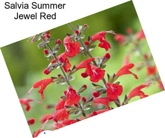 Salvia Summer Jewel Red