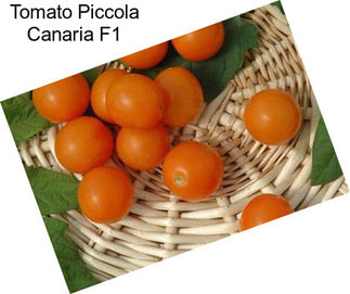 Tomato Piccola Canaria F1