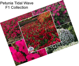 Petunia Tidal Wave F1 Collection
