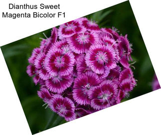 Dianthus Sweet Magenta Bicolor F1